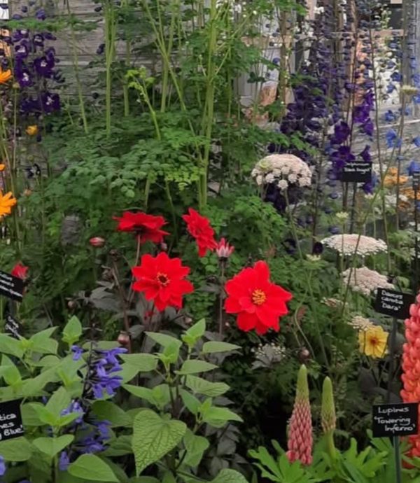 Dahlia 'Bishop of Llandaff'