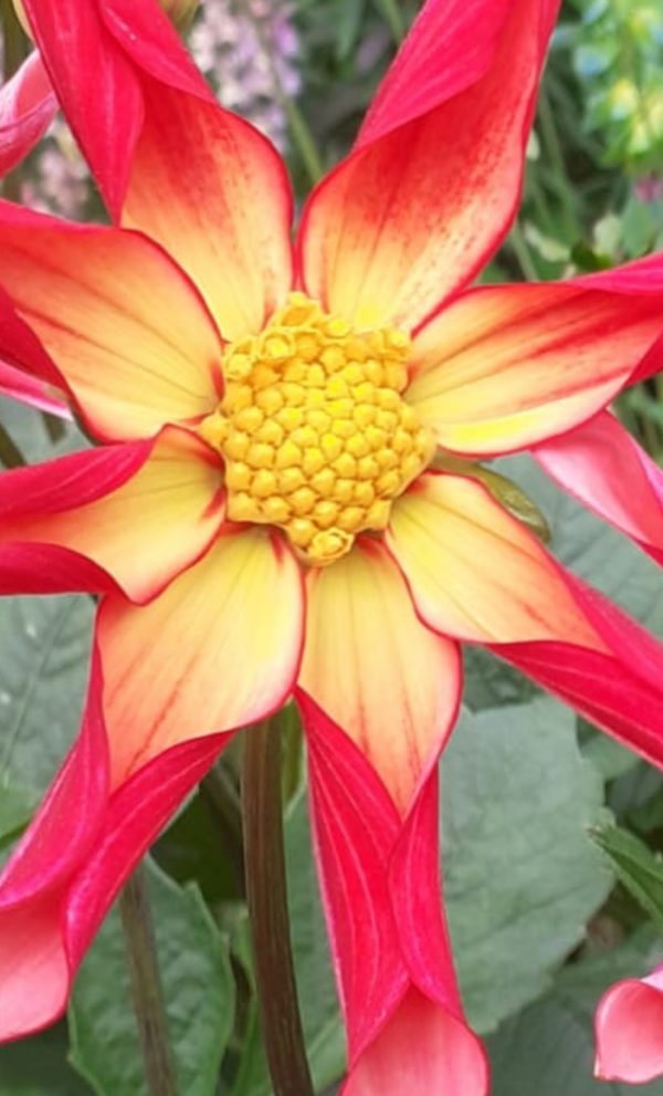 Dahlia 'Honka Surprise' Dahlia 'Honka Surprise'