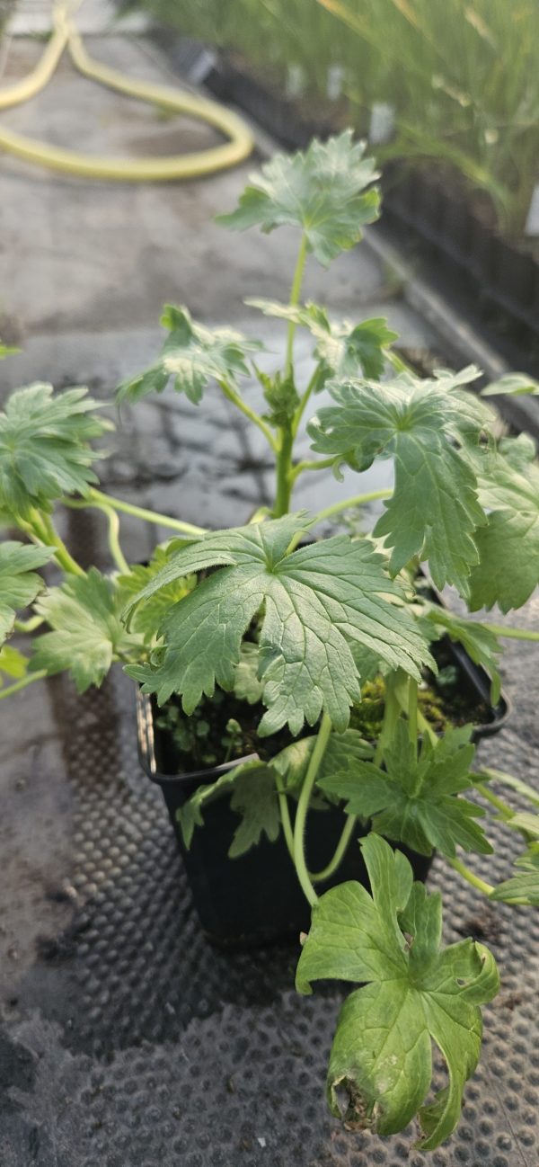 Delphinium 'Blue Lace' (New Millenium Series) Delphinium 'Blue Lace'
