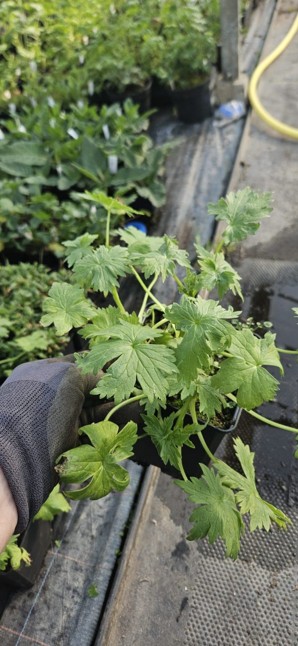 Delphinium 'Blue Lace' (New Millenium Series)2 Delphinium 'Blue Lace'