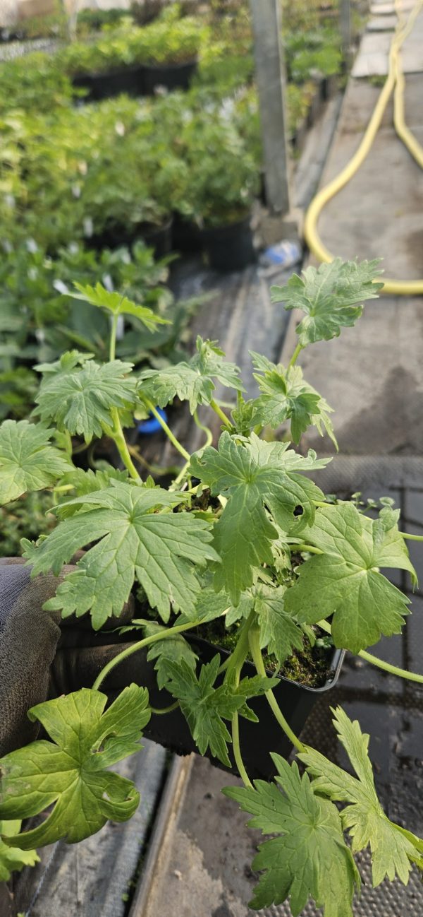 Delphinium 'Blue Lace' (New Millenium Series)3 Delphinium 'Blue Lace'