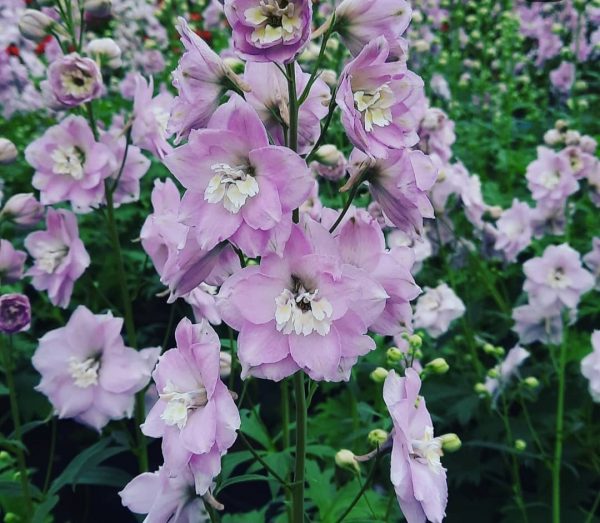 Delphinium 'Cinderella' Delphinium 'Cinderella'