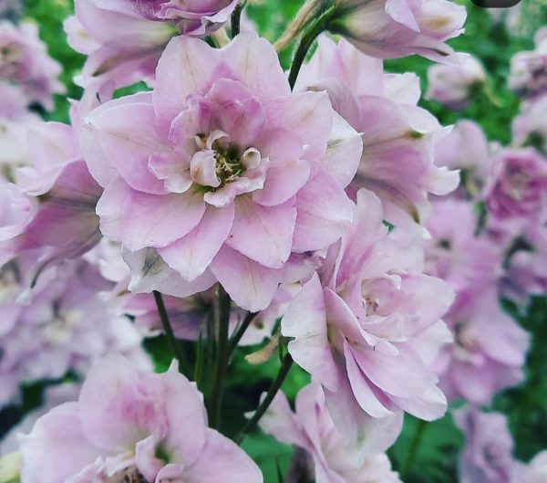 Delphinium 'Cinderella' 2 Delphinium 'Cinderella'