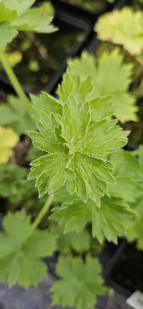 Delphinium 'Delgenius Glitzy' Delphinium 'Delgenius Glitzy'