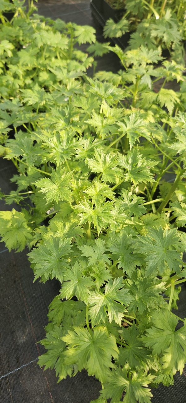 Delphinium 'Delgenius Kingsley'