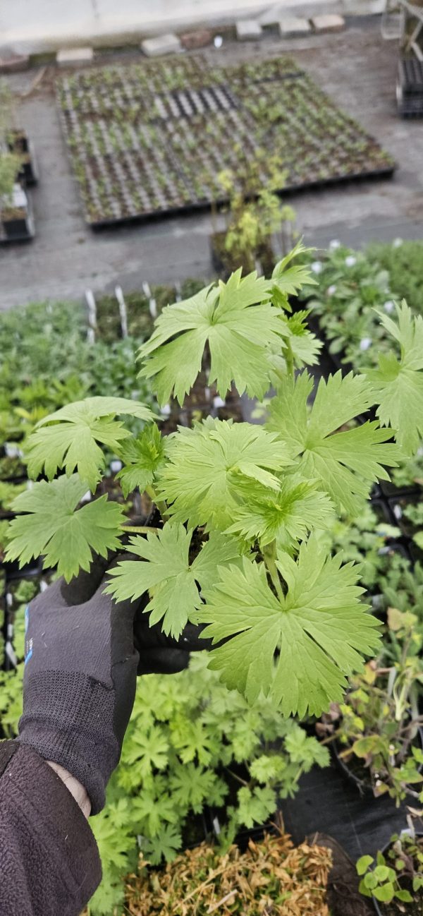 Delphinium 'Double Innocence' Delphinium 'Double Innocence'