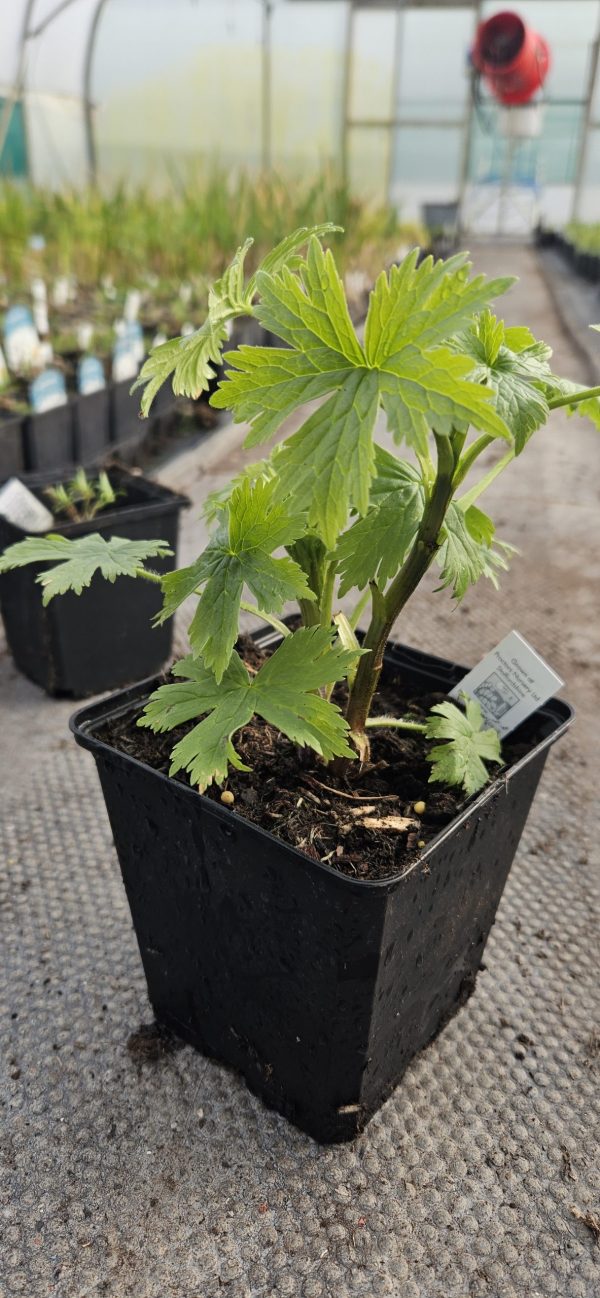 Delphinium 'Green Twist' Delphinium 'Green Twist'
