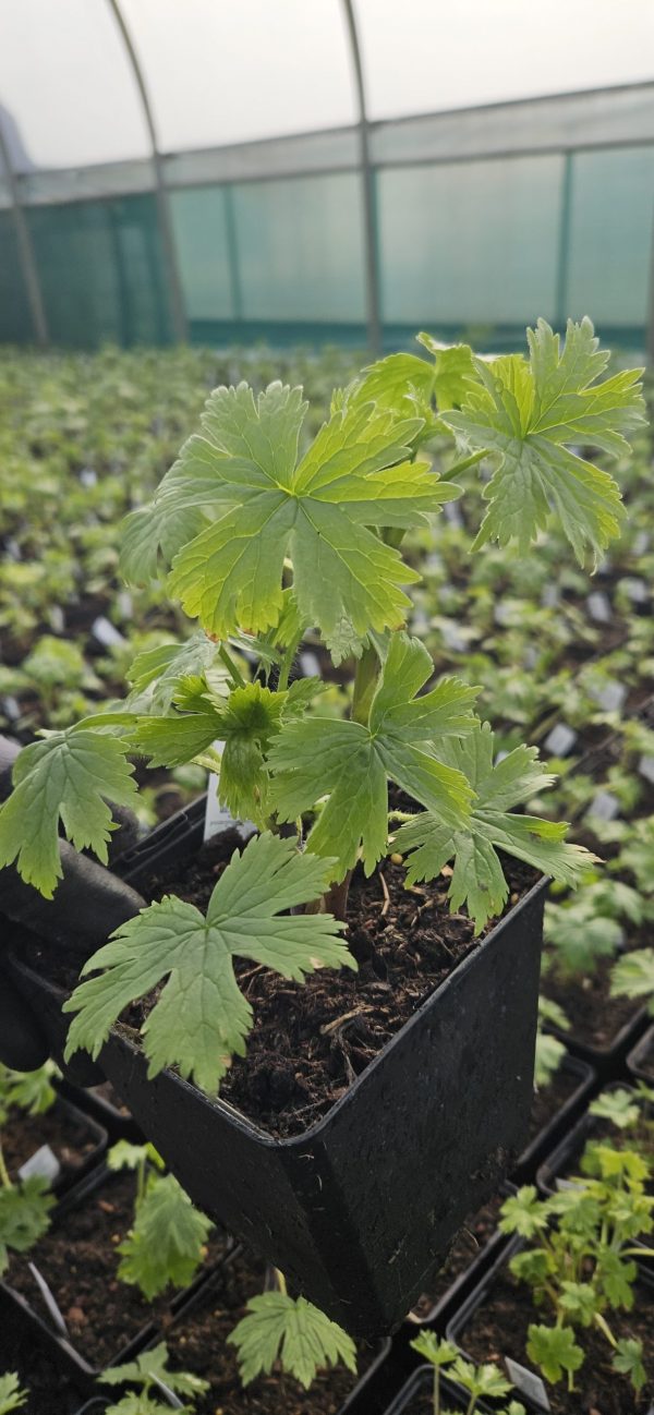 Delphinium 'Green Twist'2 Delphinium 'Green Twist'