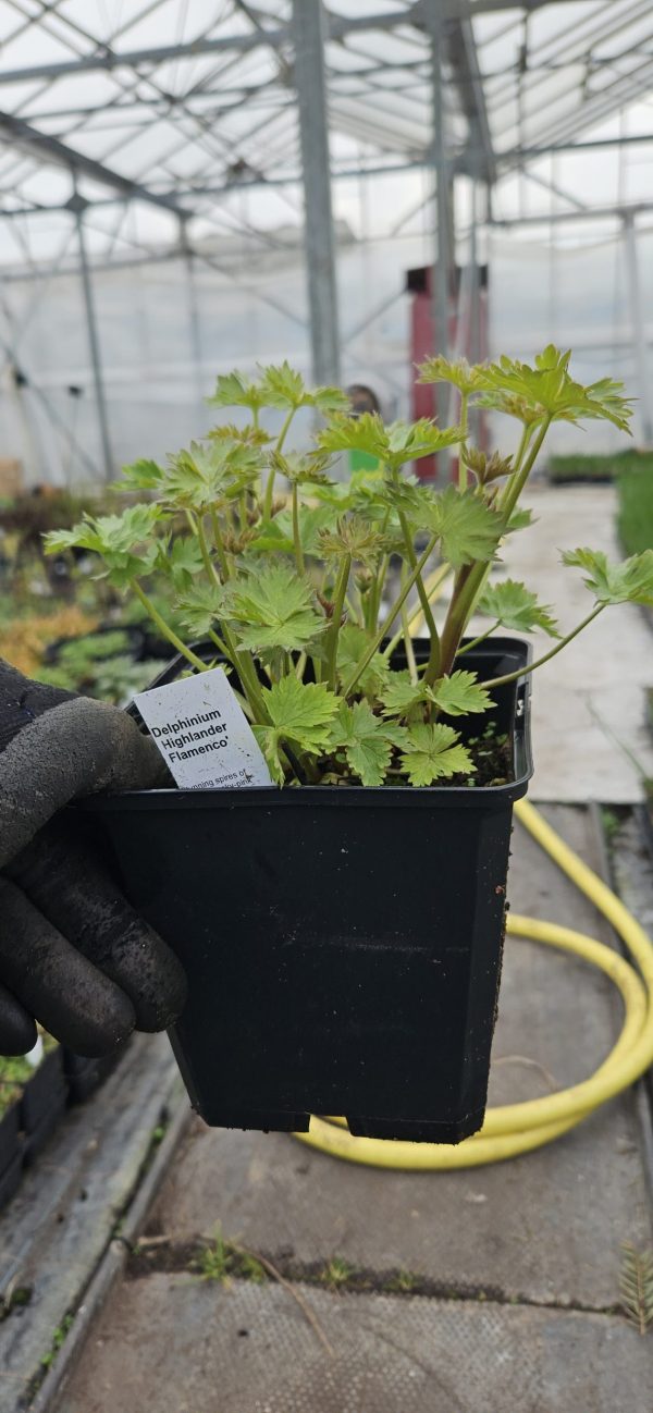 Delphinium 'Highlander Flamenco'