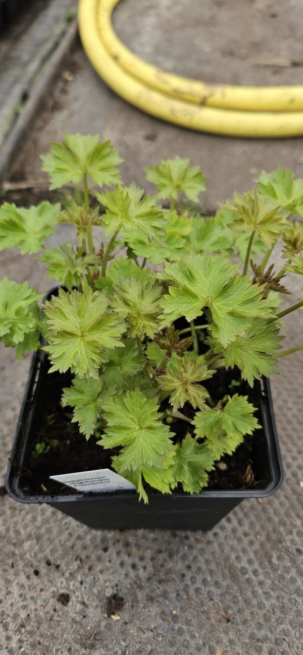 Delphinium 'Highlander Flamenco'