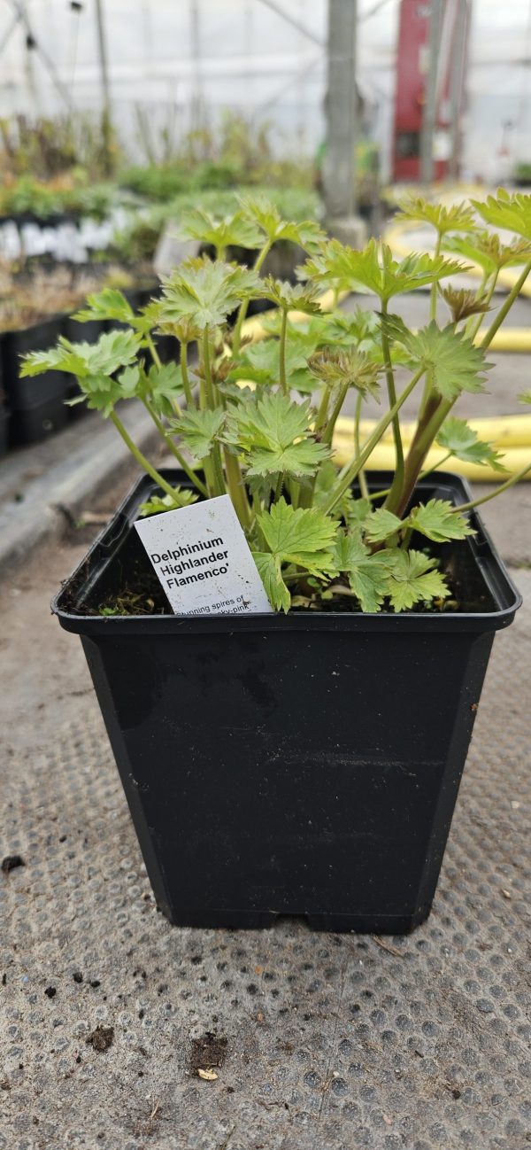 Delphinium 'Highlander Flamenco'