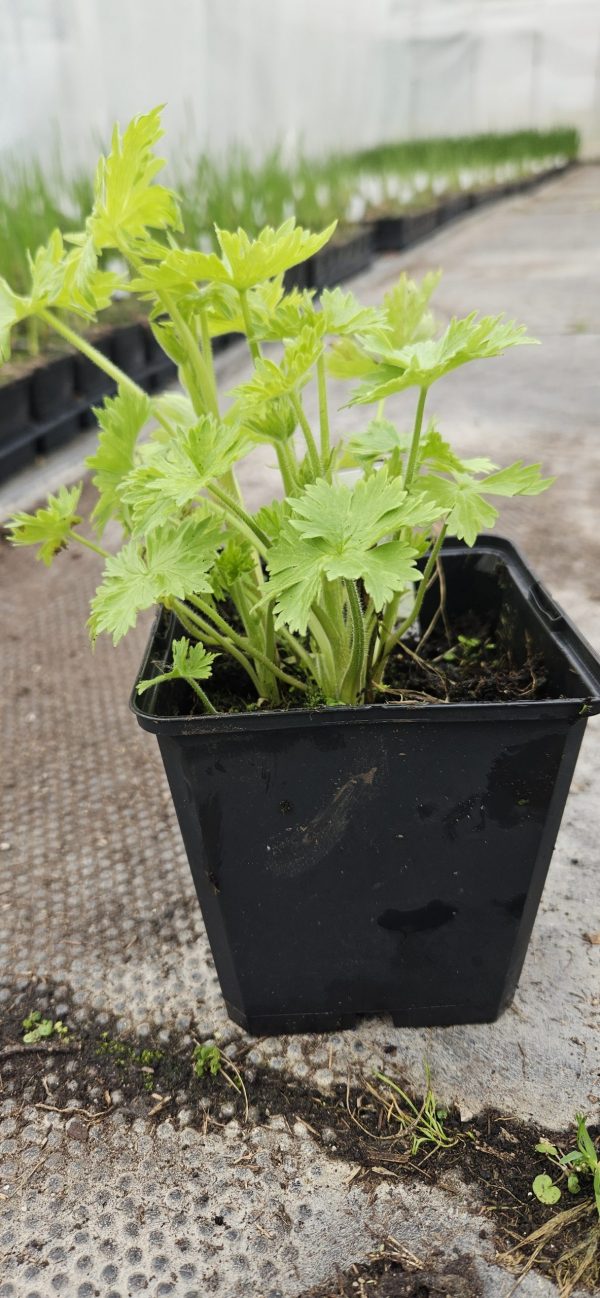 Delphinium 'Magic Fountains Dark Blue Dark Bee' Delphinium 'Magic Fountains Dark Blue Dark Bee'
