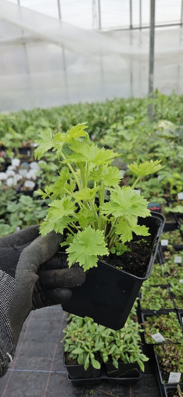 Delphinium 'Magic Fountains Dark Blue Dark Bee' 2 Delphinium 'Magic Fountains Dark Blue Dark Bee'