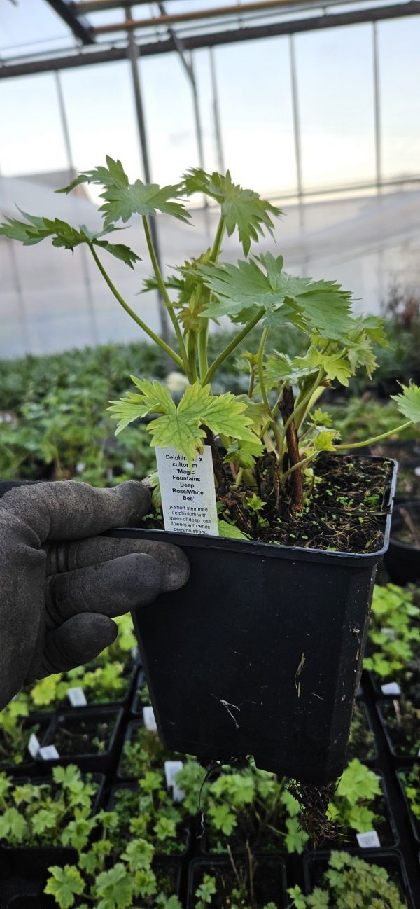 Delphinium 'Magic Fountains Deep Rose White Bee' Delphinium 'Magic Fountains Deep Rose White Bee'