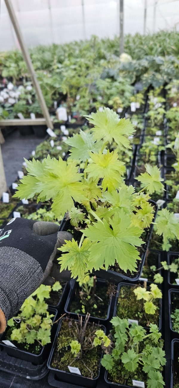 Delphinium 'Magic Fountains Deep Rose White Bee'2 Delphinium 'Magic Fountains Deep Rose White Bee'