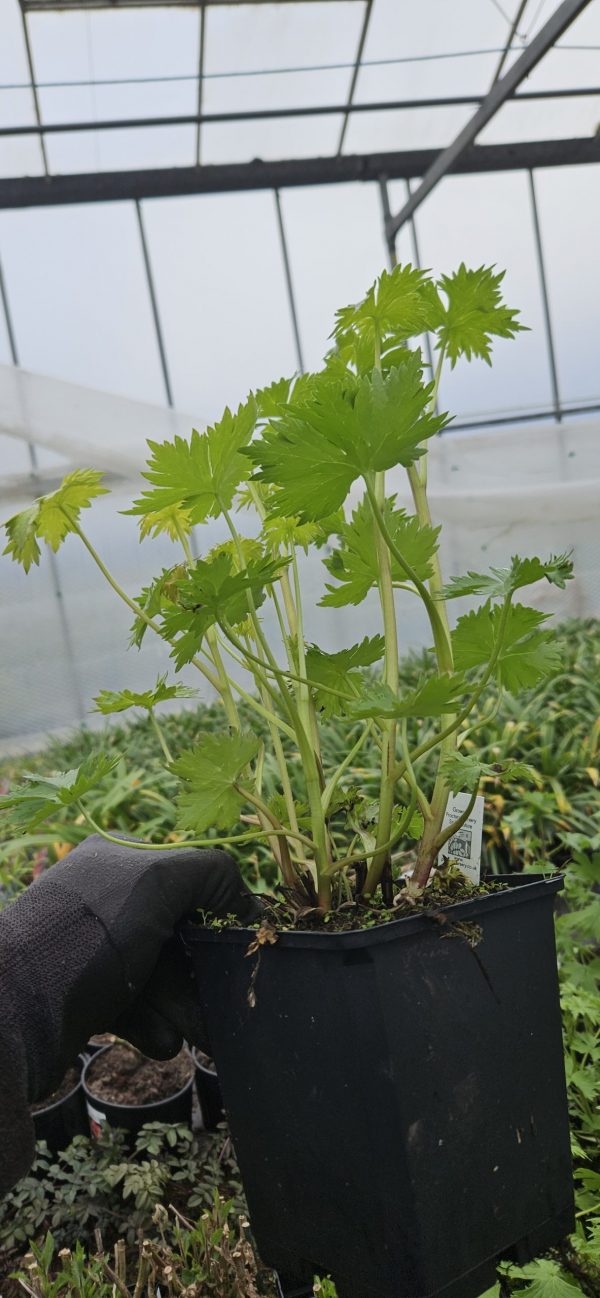 Delphinium 'Magic Fountains Lilac Pink White Bee' Delphinium 'Magic Fountains Lilac Pink White Bee'