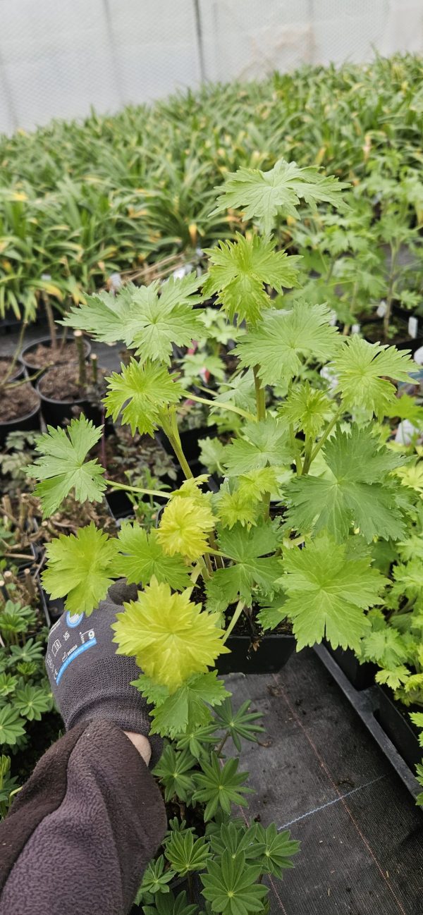 Delphinium 'Magic Fountains Lilac Pink White Bee'2 Delphinium 'Magic Fountains Lilac Pink White Bee'