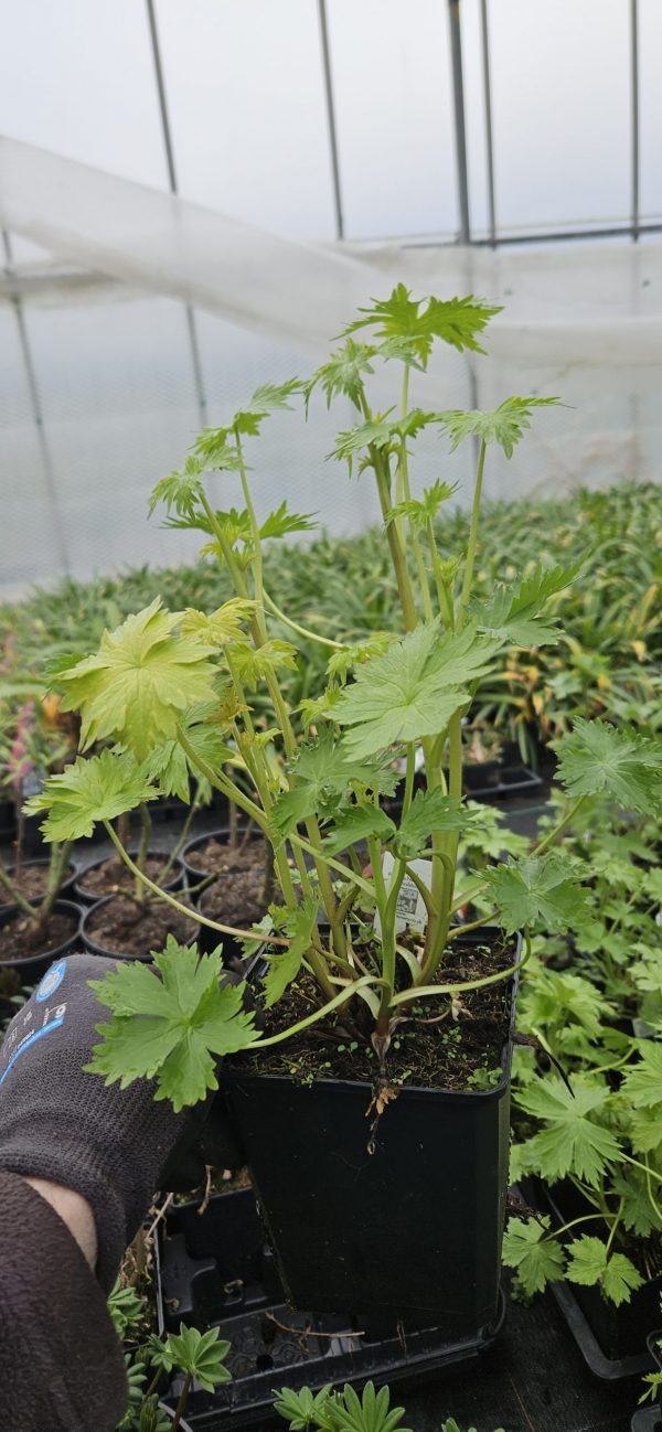 Delphinium 'Magic Fountains Lilac Pink White Bee'3 Delphinium 'Magic Fountains Lilac Pink White Bee'