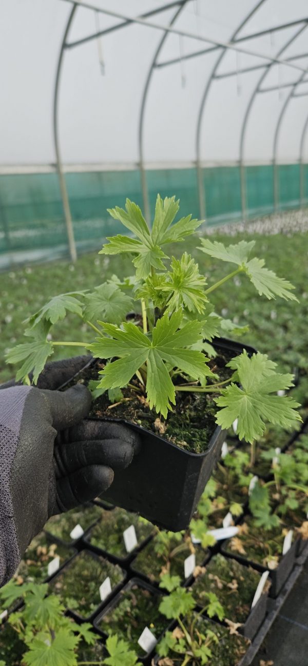 Delphinium (Pacific Giant Series) 'Astolat' Delphinium 'Astolat' (Pacific Giant Series)