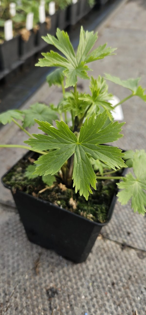 Delphinium (Pacific Giant Series) 'Astolat'2 Delphinium 'Astolat' (Pacific Giant Series)