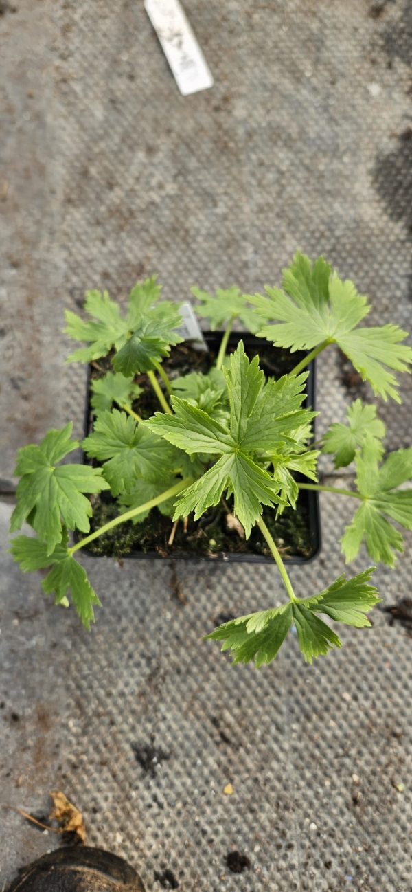 Delphinium (Pacific Giant Series) 'Astolat'3 Delphinium 'Astolat' (Pacific Giant Series)