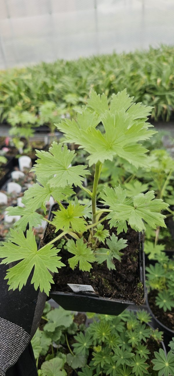 Delphinium (Pacific Giant Series) 'Black Knight' Delphinium 'Black Knight' (Pacific Giant Series)