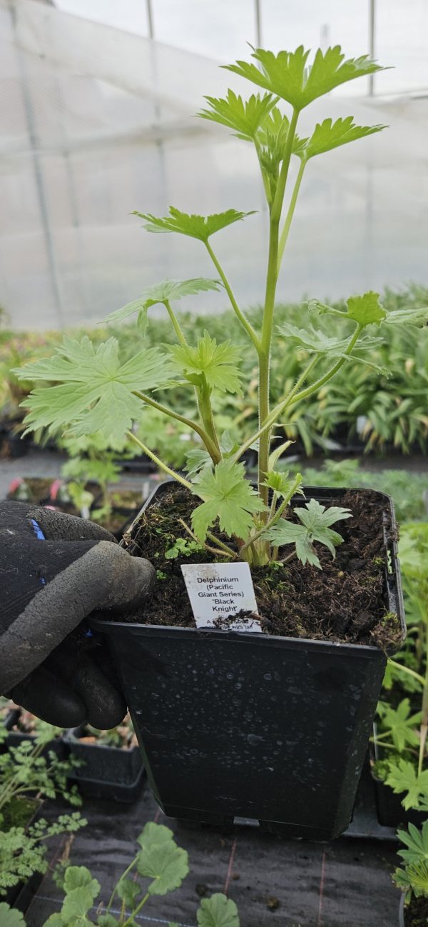 Delphinium (Pacific Giant Series) 'Black Knight'2 Delphinium 'Black Knight' (Pacific Giant Series)