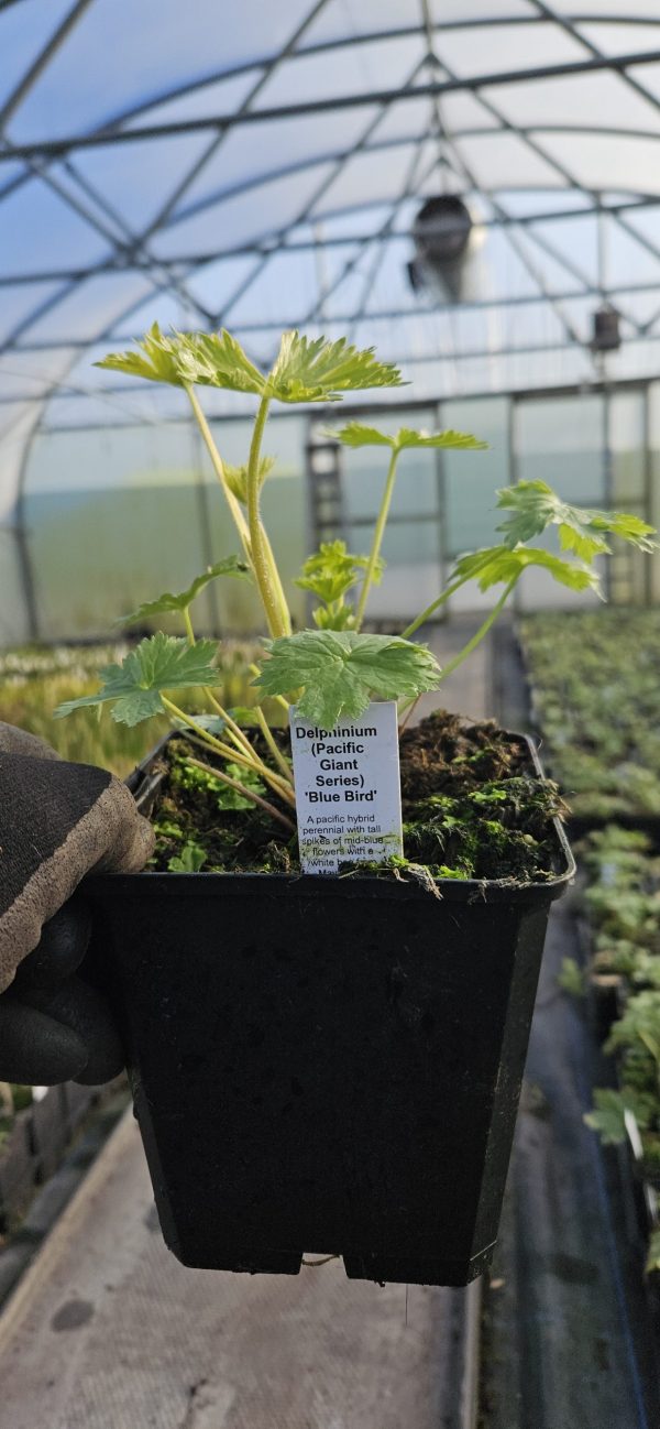 Delphinium (Pacific Giant Series) 'Blue Bird'