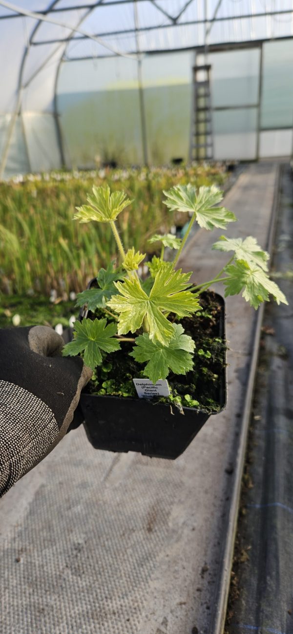 Delphinium (Pacific Giant Series) 'Blue Bird'