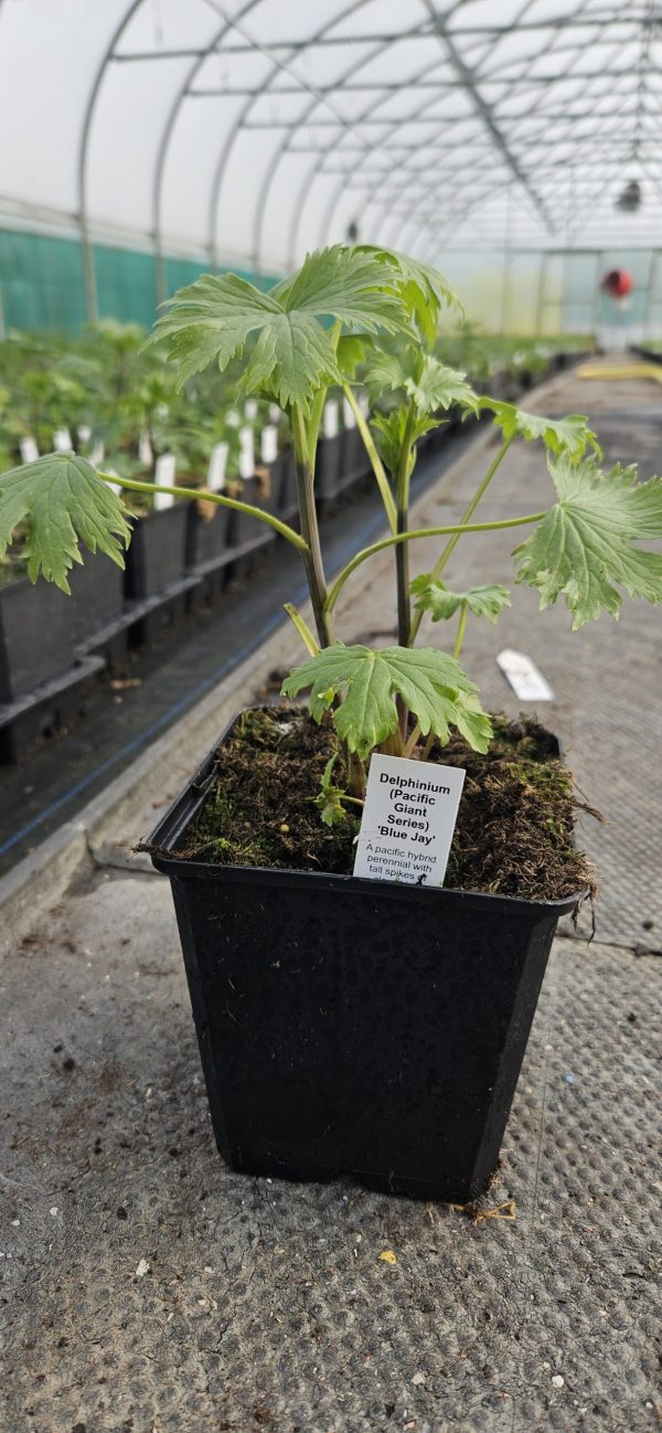 Delphinium (Pacific Giant Series) 'Blue Jay'2 Delphinium (Pacific Giant Series) 'Blue Jay'