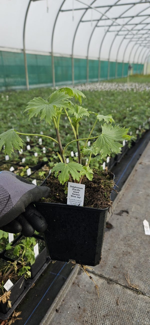 Delphinium (Pacific Giant Series) 'Blue Jay'3 Delphinium (Pacific Giant Series) 'Blue Jay'