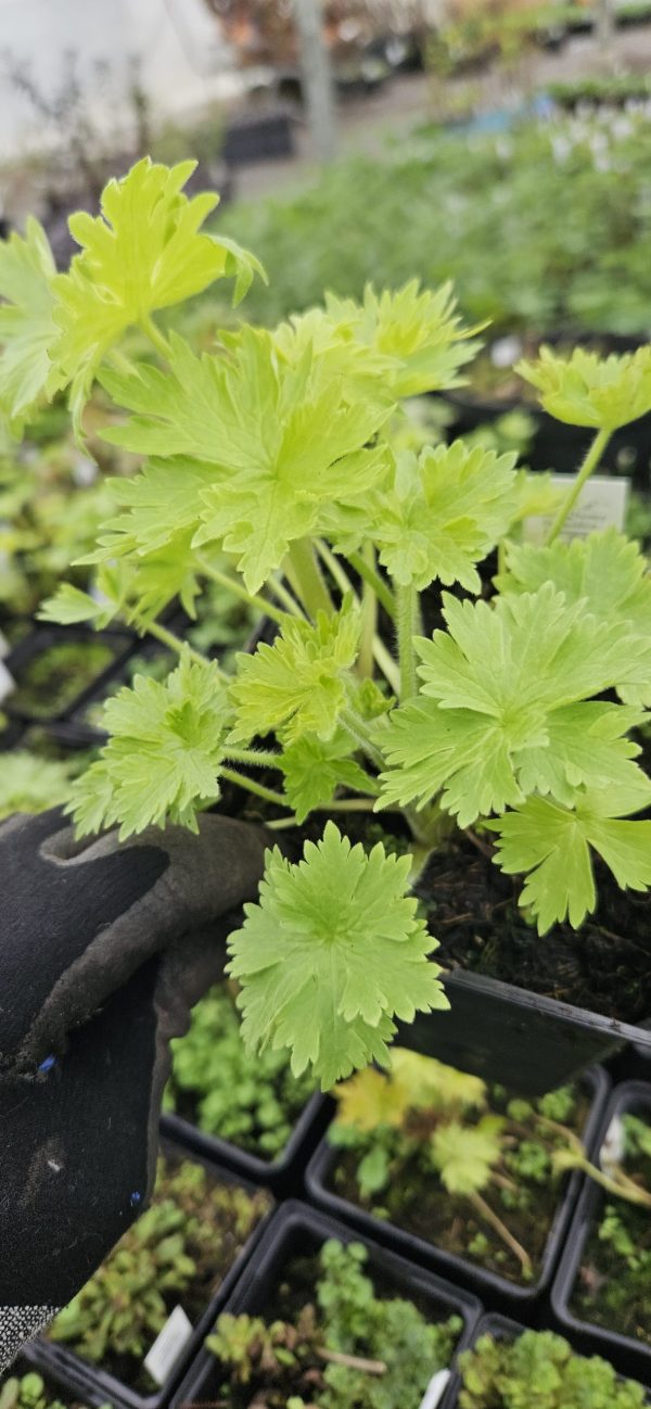 Delphinium (Pacific Giant Series) 'Galahad'