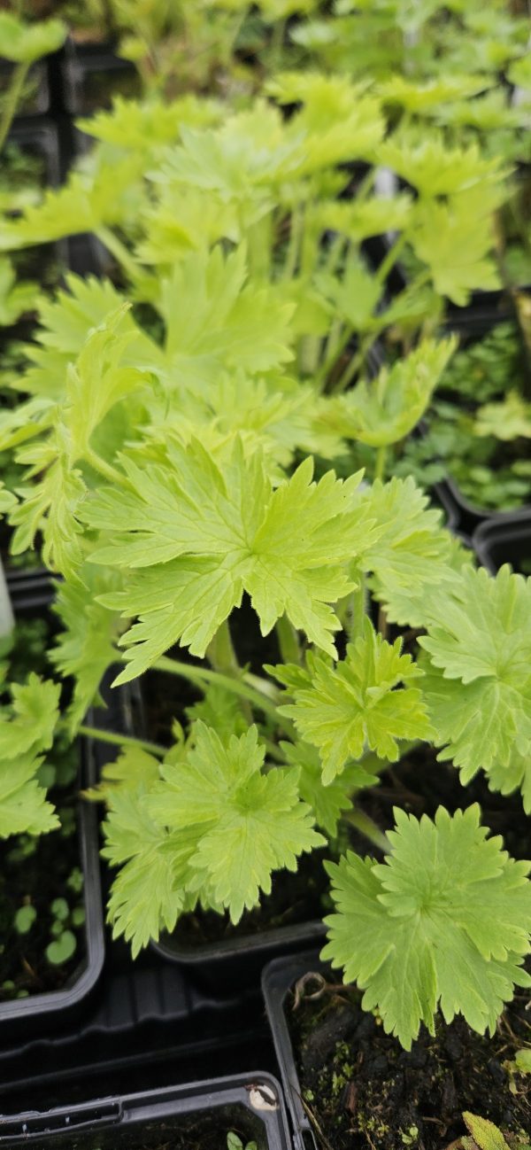 Delphinium (Pacific Giant Series) 'Galahad'