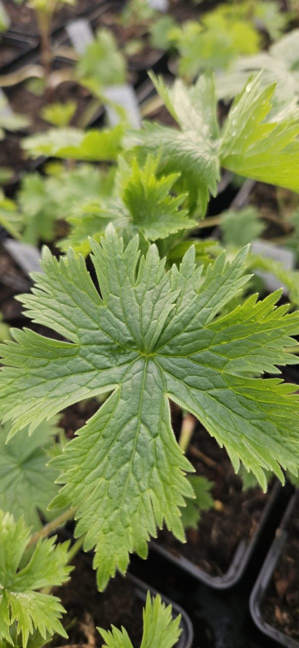Delphinium (Pacific Giant Series) 'Guinevere' Delphinium (Pacific Giant Series) 'Guinevere'
