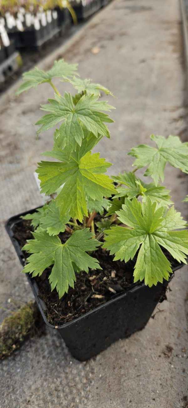 Delphinium (Pacific Giant Series) 'Guinevere'3 Delphinium (Pacific Giant Series) 'Guinevere'
