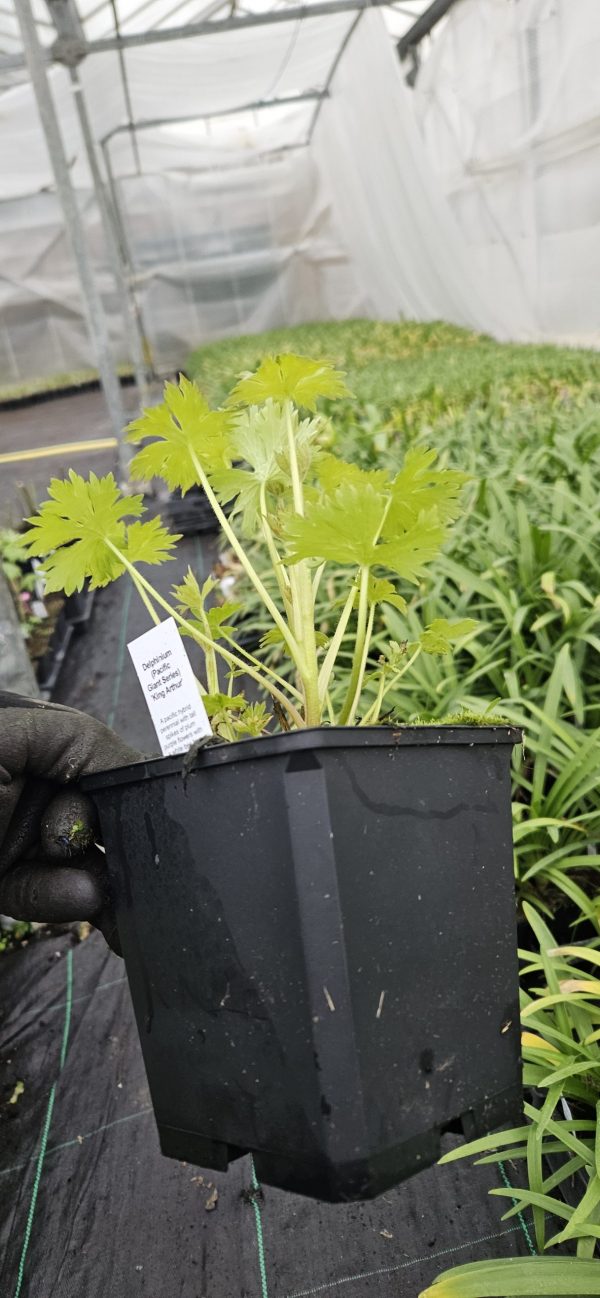 Delphinium (Pacific Giant Series) 'King Arthur'