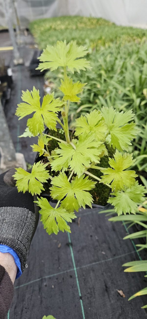 Delphinium (Pacific Giant Series) 'King Arthur'