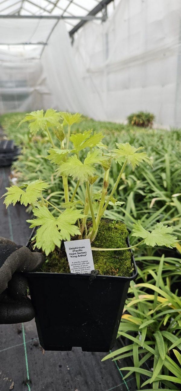 Delphinium (Pacific Giant Series) 'King Arthur'