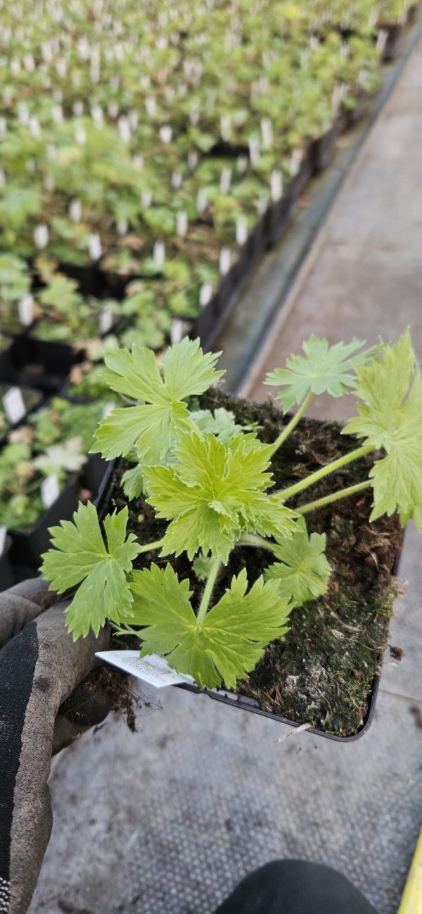 Delphinium (Pacific Giant Series) 'Summer Skies'