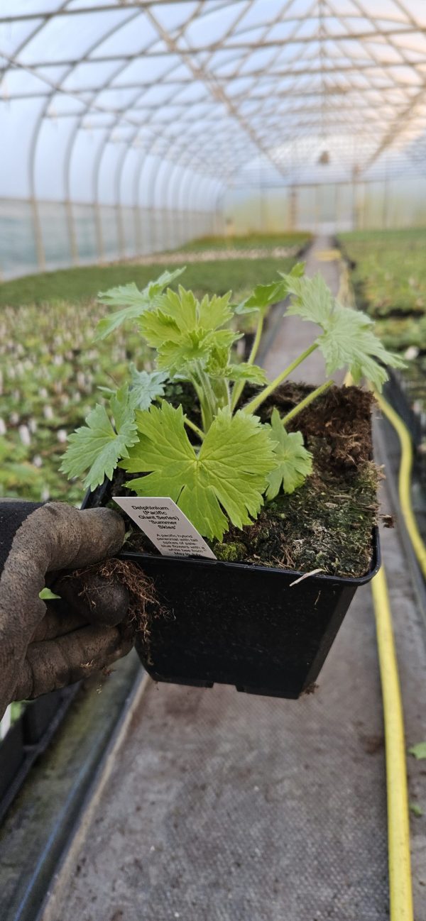 Delphinium (Pacific Giant Series) 'Summer Skies'