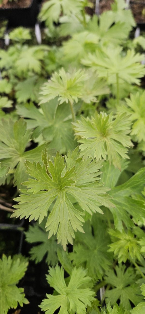 Delphinium 'Pagan Purples'