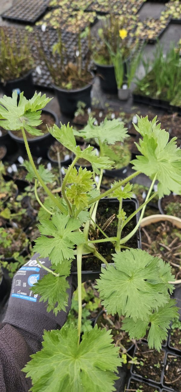 Delphinium 'Pagan Purples'