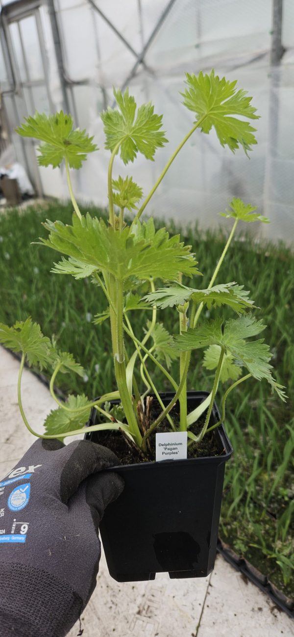 Delphinium 'Pagan Purples'