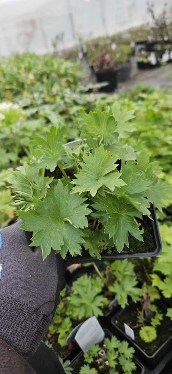 Delphinium 'Red Caroline'
