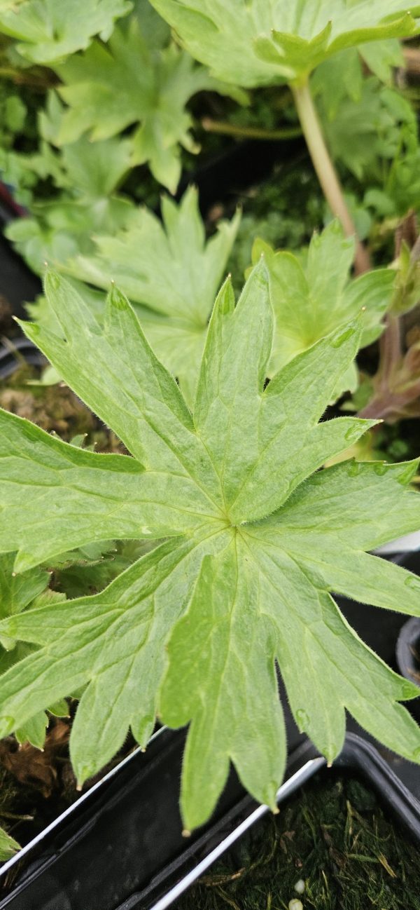 Delphinium 'Red Caroline'