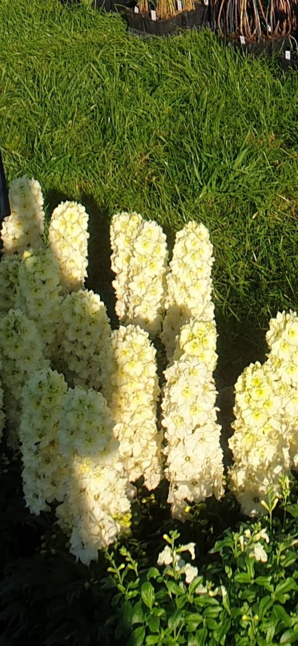 Delphinium 'Sherbet Lemon'