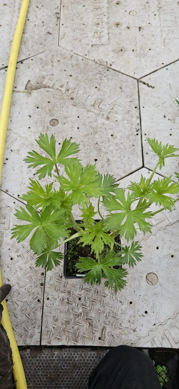 Delphinium 'Strawberry Fair'