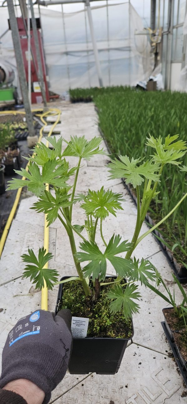 Delphinium 'Strawberry Fair'