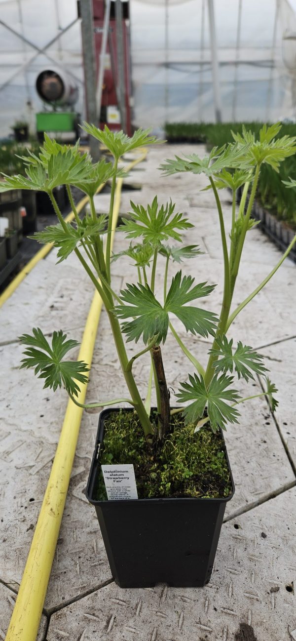 Delphinium 'Strawberry Fair'