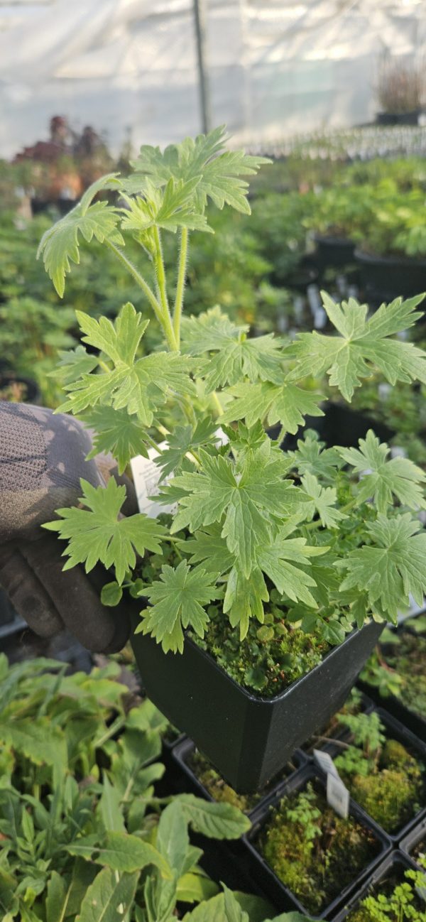 Delphinium 'Sweethearts' Delphinium 'Sweethearts'